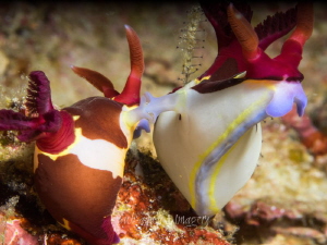 Mating Nudi's by Jan Morton 